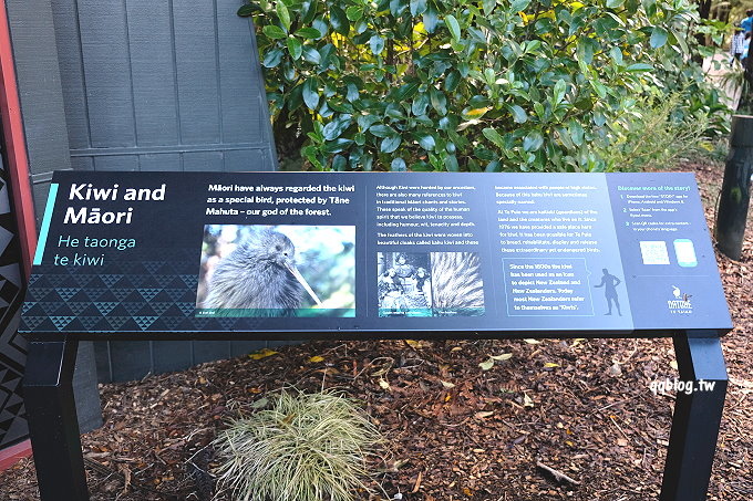 紐西蘭北島︱蒂普亞毛利文化園區 Te Puia Maori cultural centre．感受紐西蘭的毛利文化，欣賞一天只噴發20次的間歇泉壯觀場面 @QQ的懶骨頭