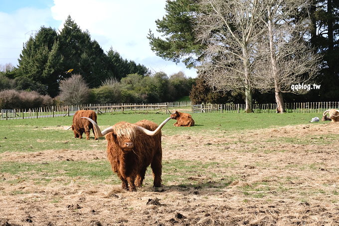 紐西蘭北島︱Agrodome Farm 愛歌頓農場．剪羊毛秀、遊牧場，親近羊咩咩和草泥馬 @QQ的懶骨頭