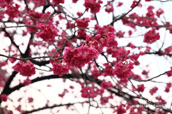 【日本．名古屋】日本賞櫻景點：市營地鐵櫻通線高岳站2號出口附近，3/14花況，大寒櫻正盛開，粉紅色的街道就像一幅畫，美麗到爆炸 @QQ的懶骨頭