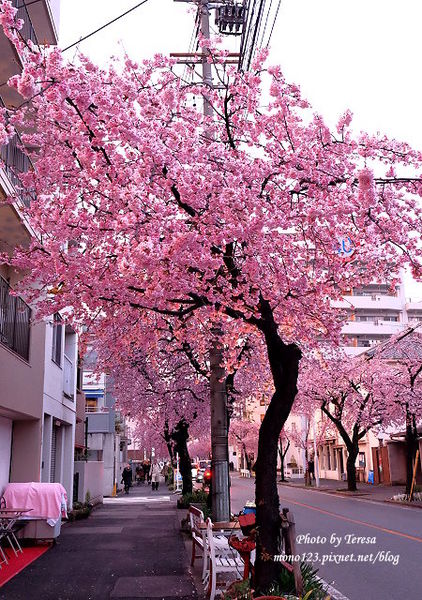 【日本．名古屋】日本賞櫻景點：市營地鐵櫻通線高岳站2號出口附近，3/14花況，大寒櫻正盛開，粉紅色的街道就像一幅畫，美麗到爆炸 @QQ的懶骨頭