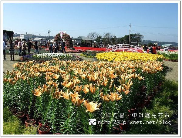【台中后里】中社觀光花市．大年初三賞花去 @QQ的懶骨頭