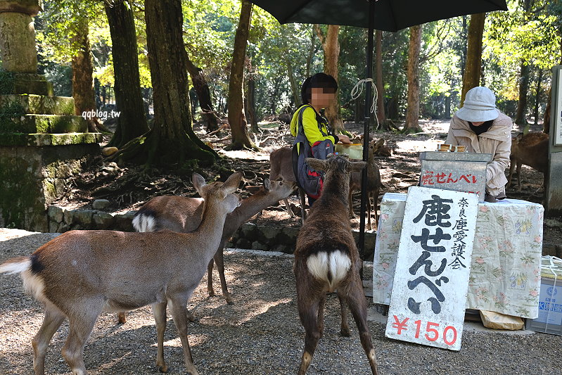 日本奈良︱春日大社、奈良公園、東大寺找鹿趣，可愛的小鹿讓人又愛又氣，不給餅吃就頂人、咬屁屁… @QQ的懶骨頭