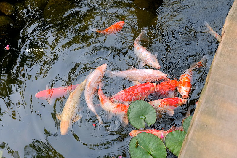 台中北屯︱鹿寮享自在 Deer Farms．玻璃屋景觀餐廳，餐點精緻吃的是食物的原味 @QQ的懶骨頭