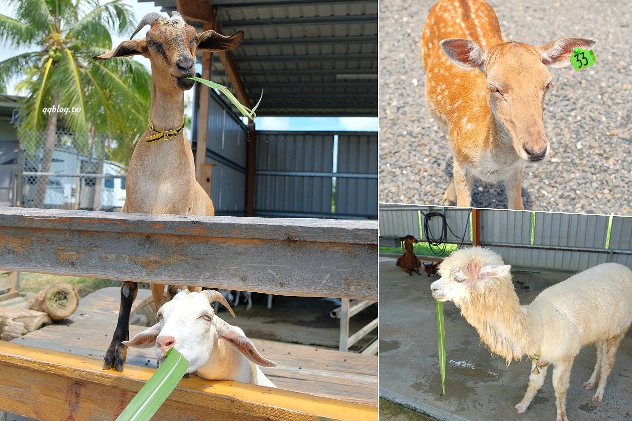 屏東恆春 墾草趣草食生態園區 不只有梅花鹿 還有草泥馬 麝香豬 山羊 兔子 天竺鼠 墾丁親子景點推薦 Qq的懶骨頭