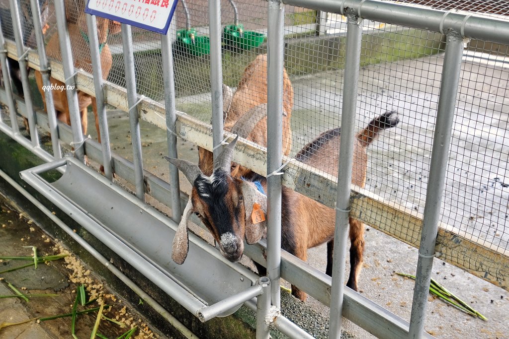 台東卑南︱初鹿牧場．近距離接觸可愛動物來一場餵食趣，香濃霜淇淋更是不可錯過 @QQ的懶骨頭