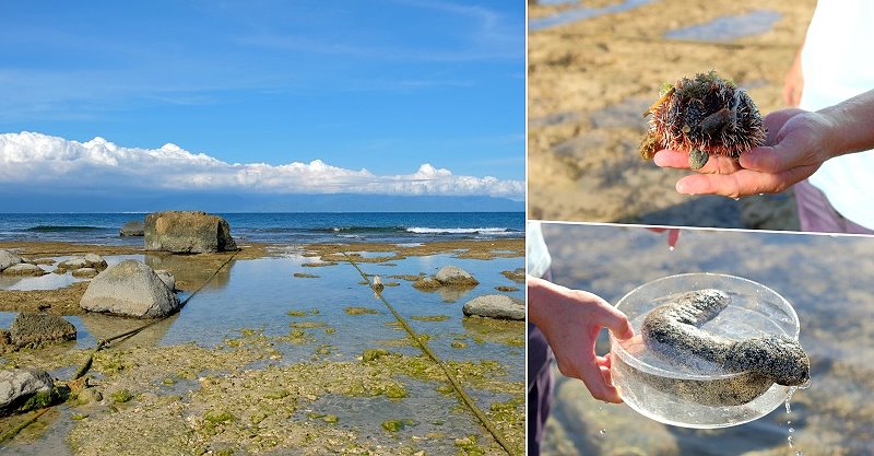 屏東琉球︱小琉球潮間帶導覽，認識小琉球海洋生態，適合全家大小一起參加 @QQ的懶骨頭