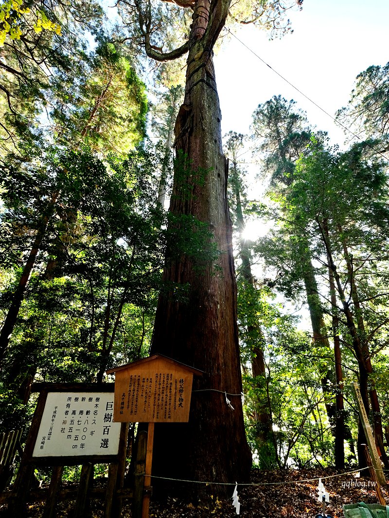 日本宮崎︱高千穗神社．1900年歷史的神社，繞著夫妻樹走三圈可以保平安 @QQ的懶骨頭