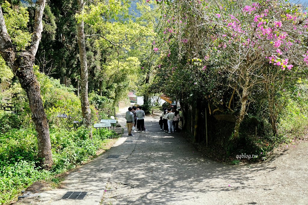 嘉義竹崎︱百年檜木甜甜圈.金黃酥脆口感好,一次買10個不嫌多,百年肖楠木、星空小屋旁 @QQ的懶骨頭 嘉義竹崎︱百年檜木甜甜圈.金黃酥脆口感好,一次買10個不嫌多,百年肖楠木、星空小屋旁 @QQ的懶骨頭