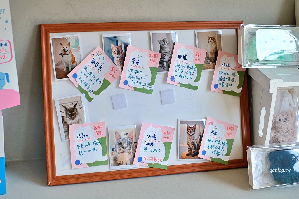 嘉義東區|洛澄-茶品店.可愛貓咪坐陪的咖啡館 @QQ的懶骨頭 嘉義東區|洛澄-茶品店.可愛貓咪坐陪的咖啡館 @QQ的懶骨頭