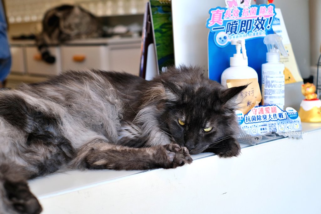 嘉義東區|洛澄-茶品店.可愛貓咪坐陪的咖啡館 @QQ的懶骨頭 嘉義東區|洛澄-茶品店.可愛貓咪坐陪的咖啡館 @QQ的懶骨頭