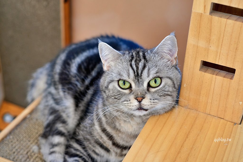 嘉義東區|洛澄-茶品店.可愛貓咪坐陪的咖啡館 @QQ的懶骨頭 嘉義東區|洛澄-茶品店.可愛貓咪坐陪的咖啡館 @QQ的懶骨頭