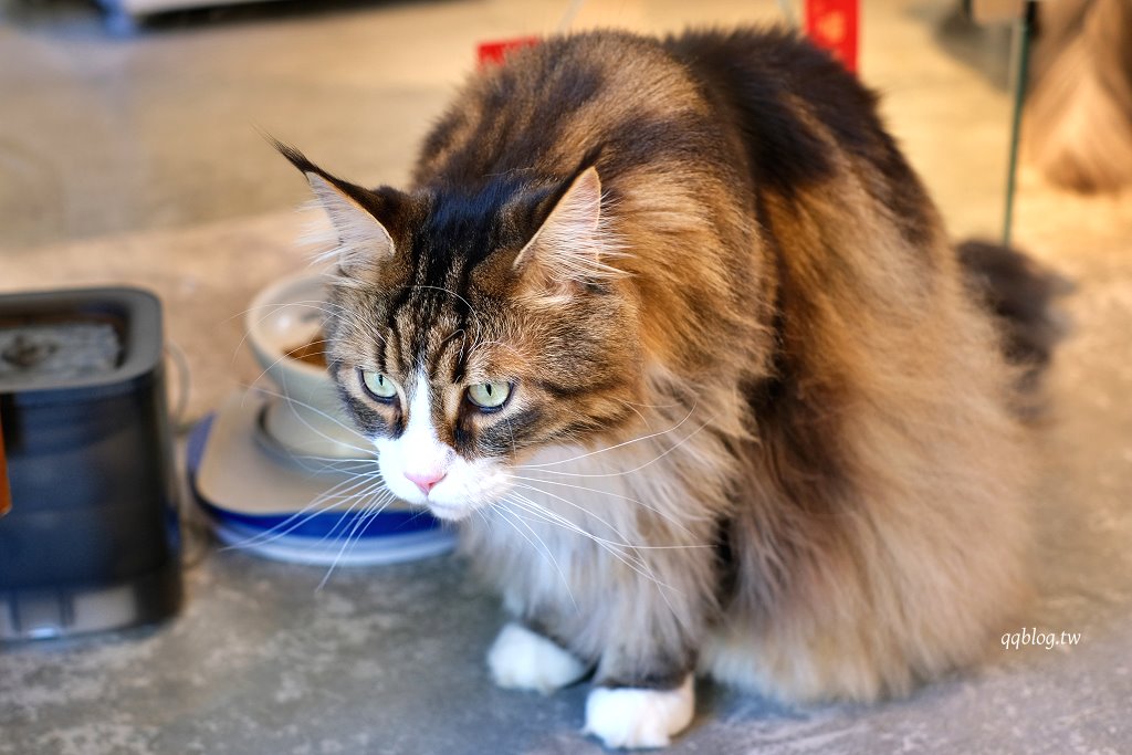 嘉義東區|洛澄-茶品店.可愛貓咪坐陪的咖啡館 @QQ的懶骨頭 嘉義東區|洛澄-茶品店.可愛貓咪坐陪的咖啡館 @QQ的懶骨頭