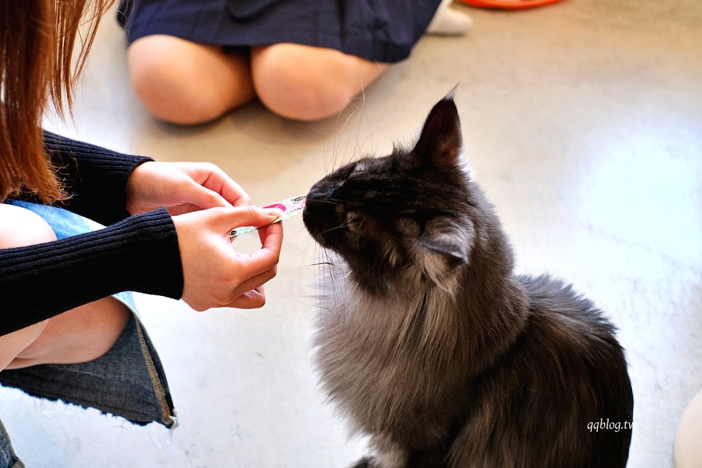嘉義東區|洛澄-茶品店.可愛貓咪坐陪的咖啡館 @QQ的懶骨頭 嘉義東區|洛澄-茶品店.可愛貓咪坐陪的咖啡館 @QQ的懶骨頭