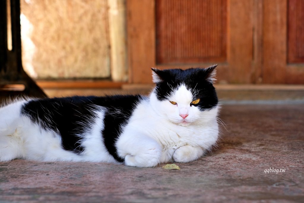 嘉義阿里山︱阿將的家23咖啡館．老闆夫妻一磚一瓦親手打造的石頭屋咖啡館 @QQ的懶骨頭