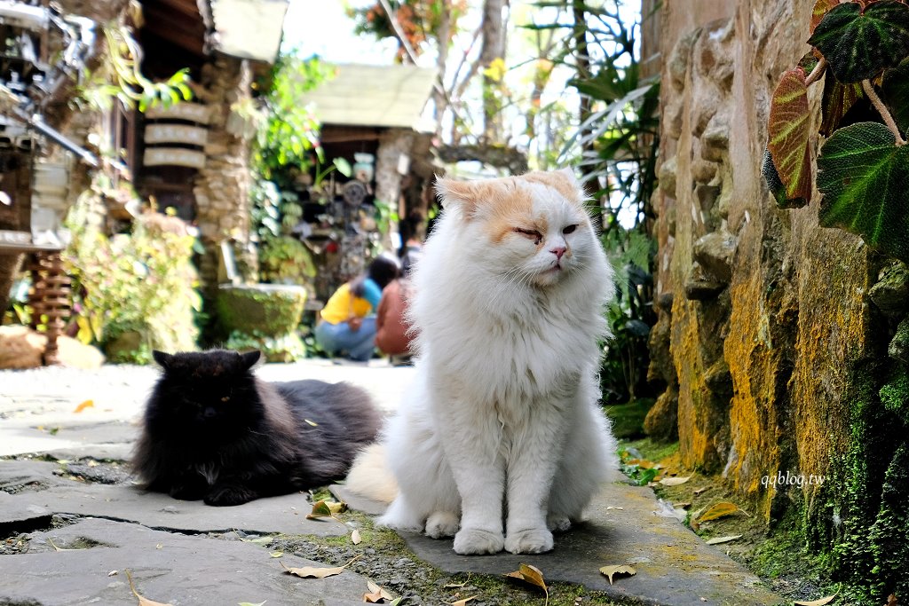 嘉義阿里山︱阿將的家23咖啡館．老闆夫妻一磚一瓦親手打造的石頭屋咖啡館 @QQ的懶骨頭