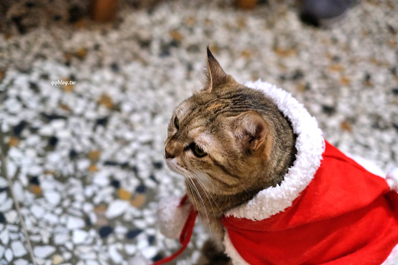 台中西屯︱來森もり．精誠商圈巷K弄裡的老宅甜點店，甜點有水準，還有萌萌的店貓麥芽坐陪 @QQ的懶骨頭