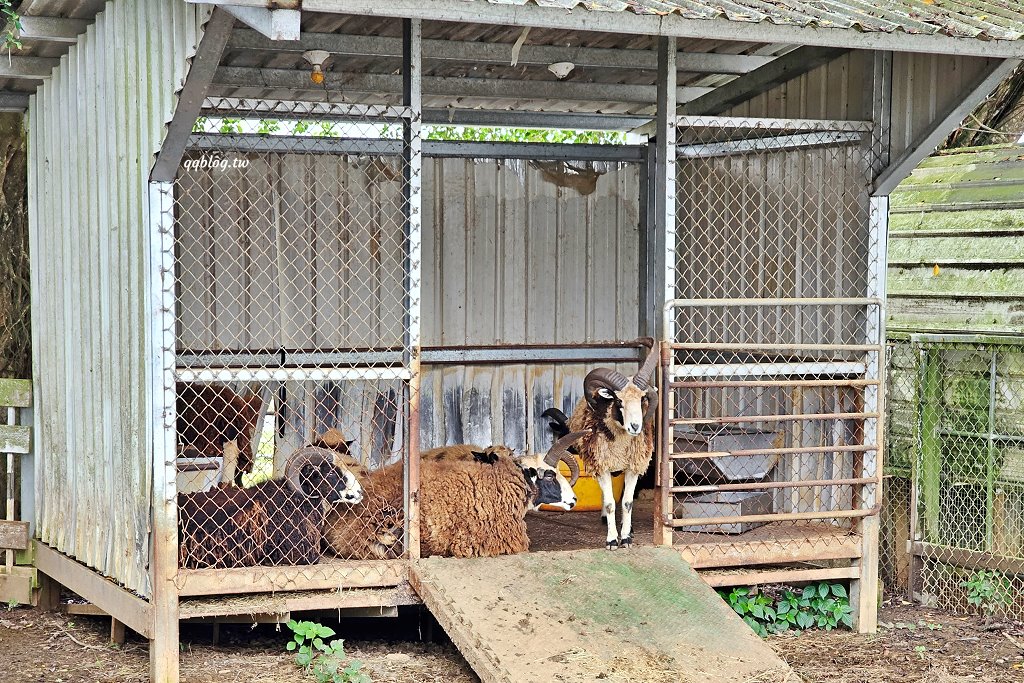 台東卑南︱初鹿牧場．近距離接觸可愛動物來一場餵食趣，香濃霜淇淋更是不可錯過 @QQ的懶骨頭