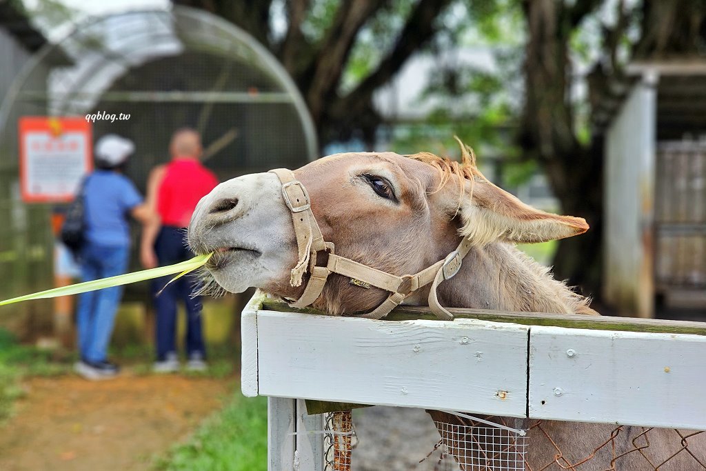 台東卑南︱初鹿牧場．近距離接觸可愛動物來一場餵食趣，香濃霜淇淋更是不可錯過 @QQ的懶骨頭