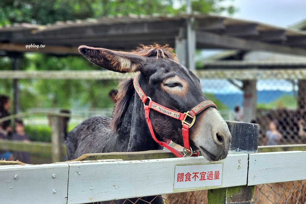 台東卑南︱初鹿牧場．近距離接觸可愛動物來一場餵食趣，香濃霜淇淋更是不可錯過 @QQ的懶骨頭