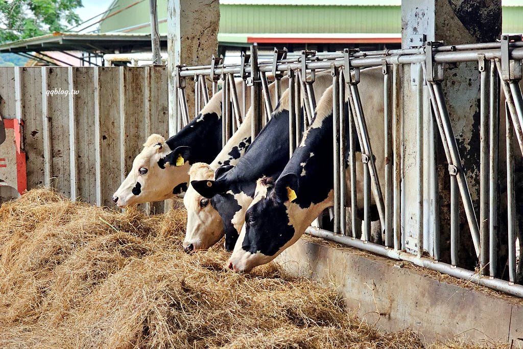台東卑南︱初鹿牧場．近距離接觸可愛動物來一場餵食趣，香濃霜淇淋更是不可錯過 @QQ的懶骨頭