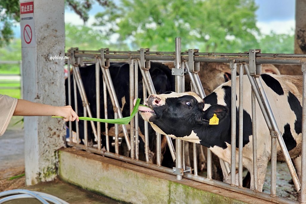 台東卑南︱初鹿牧場．近距離接觸可愛動物來一場餵食趣，香濃霜淇淋更是不可錯過 @QQ的懶骨頭