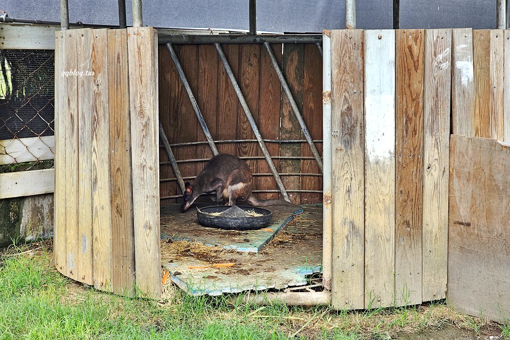 台東卑南︱初鹿牧場．近距離接觸可愛動物來一場餵食趣，香濃霜淇淋更是不可錯過 @QQ的懶骨頭