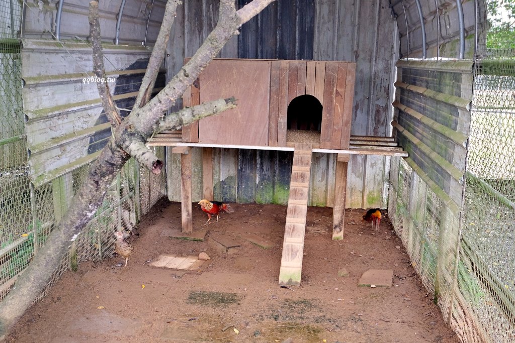 台東卑南︱初鹿牧場．近距離接觸可愛動物來一場餵食趣，香濃霜淇淋更是不可錯過 @QQ的懶骨頭