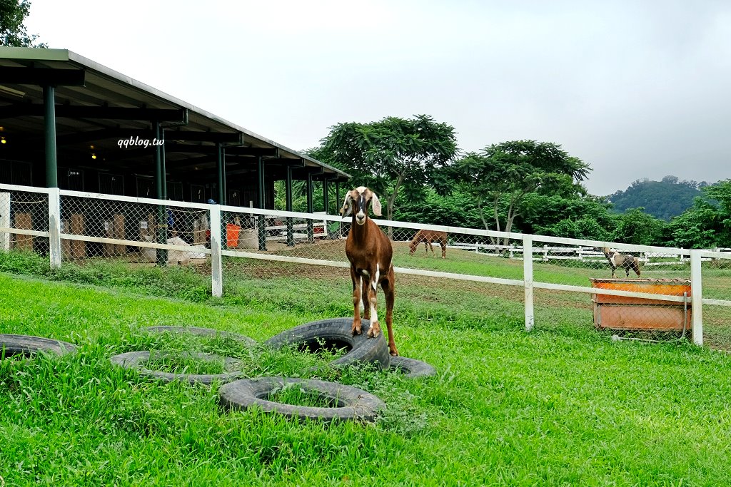 台東卑南︱初鹿牧場．近距離接觸可愛動物來一場餵食趣，香濃霜淇淋更是不可錯過 @QQ的懶骨頭