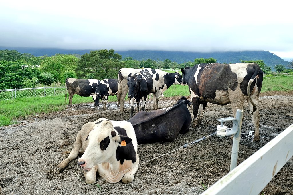 台東卑南︱初鹿牧場．近距離接觸可愛動物來一場餵食趣，香濃霜淇淋更是不可錯過 @QQ的懶骨頭