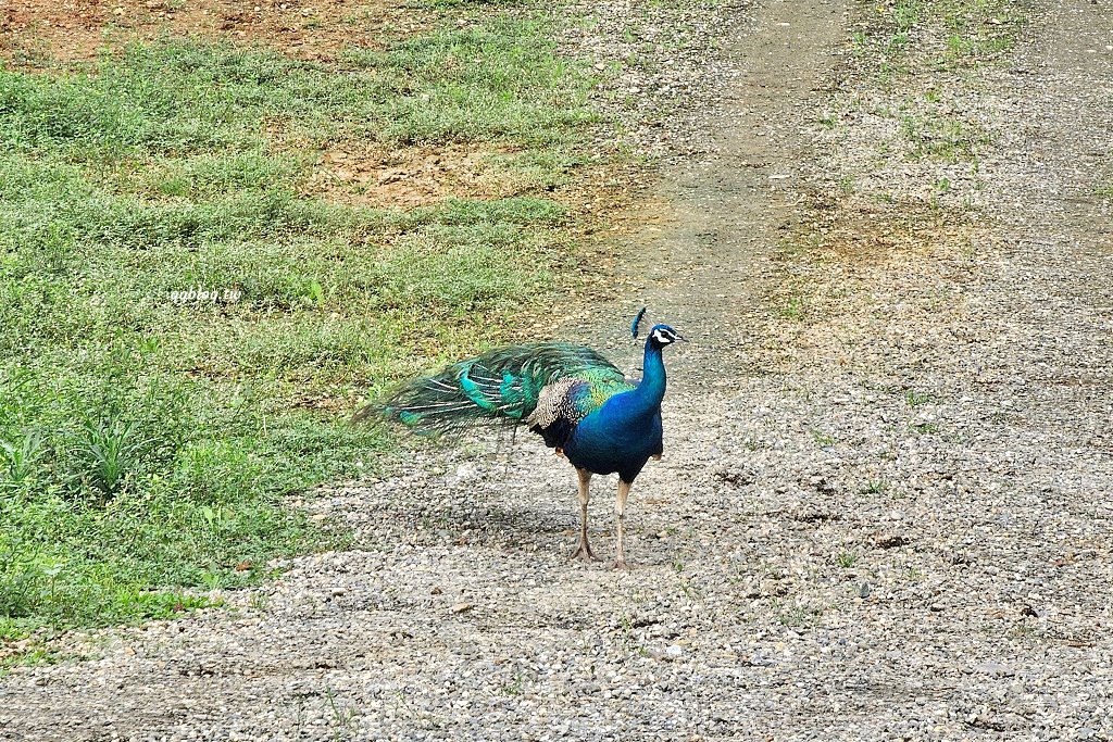 台東卑南︱初鹿牧場．近距離接觸可愛動物來一場餵食趣，香濃霜淇淋更是不可錯過 @QQ的懶骨頭