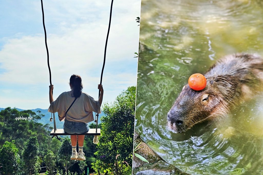 苗栗銅鑼︱哈比丘茶樹森林，超萌的水豚君和笑笑羊出沒，還有網美必拍高空盪鞦韆 @QQ的懶骨頭