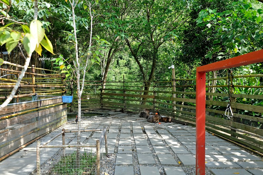 苗栗銅鑼︱哈比丘茶樹森林，超萌的水豚君和笑笑羊出沒，還有網美必拍高空盪鞦韆 @QQ的懶骨頭