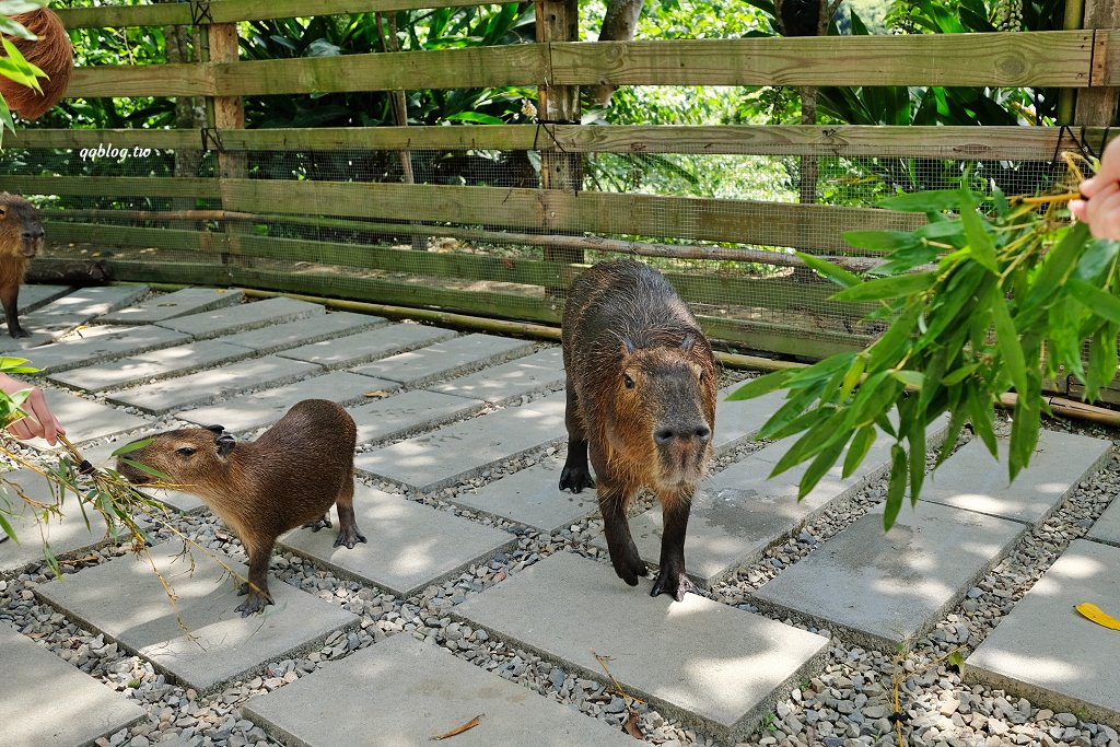 苗栗銅鑼︱哈比丘茶樹森林，超萌的水豚君和笑笑羊出沒，還有網美必拍高空盪鞦韆 @QQ的懶骨頭