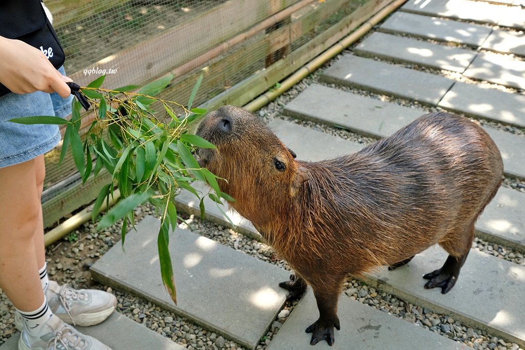 苗栗銅鑼︱哈比丘茶樹森林，超萌的水豚君和笑笑羊出沒，還有網美必拍高空盪鞦韆 @QQ的懶骨頭