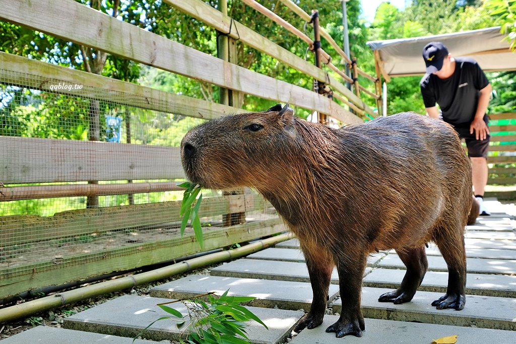 苗栗銅鑼︱哈比丘茶樹森林，超萌的水豚君和笑笑羊出沒，還有網美必拍高空盪鞦韆 @QQ的懶骨頭