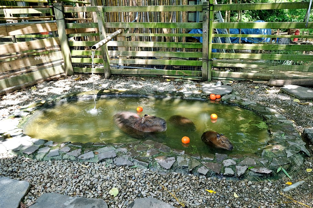 苗栗銅鑼︱哈比丘茶樹森林，超萌的水豚君和笑笑羊出沒，還有網美必拍高空盪鞦韆 @QQ的懶骨頭