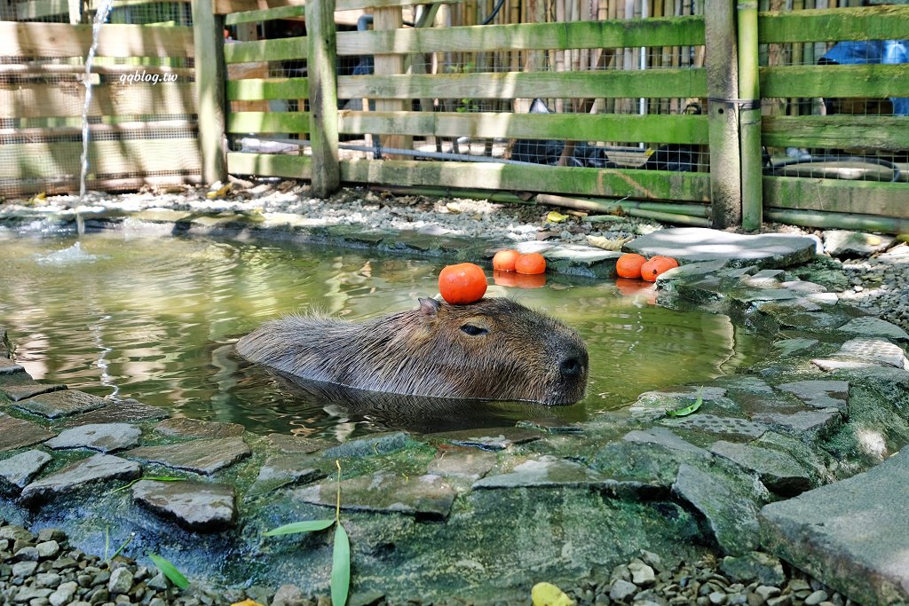 苗栗銅鑼︱哈比丘茶樹森林，超萌的水豚君和笑笑羊出沒，還有網美必拍高空盪鞦韆 @QQ的懶骨頭