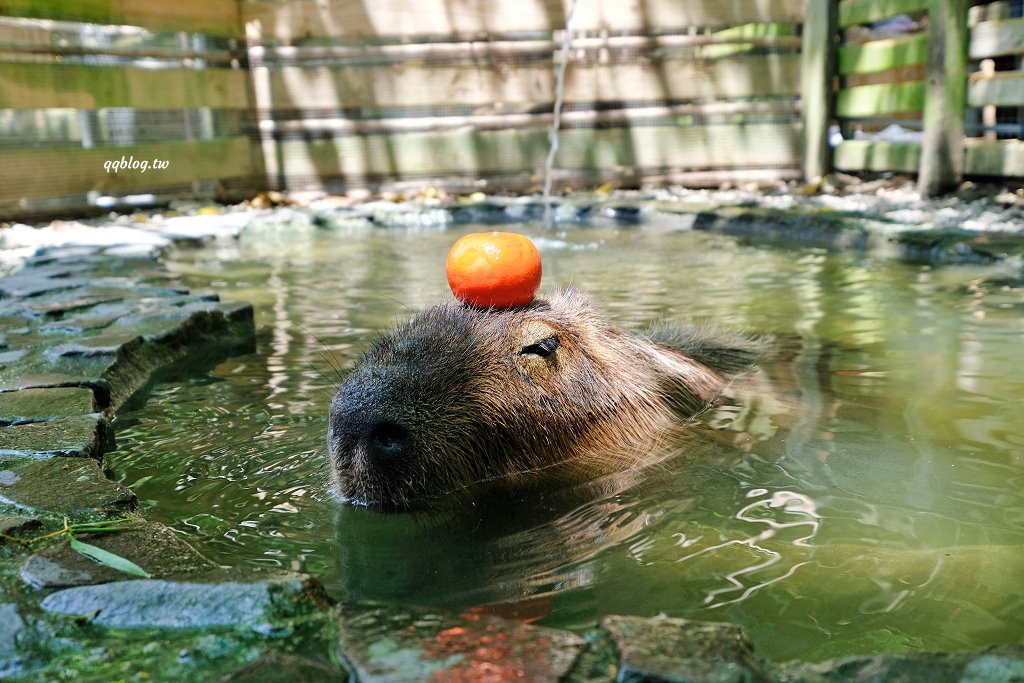 苗栗銅鑼︱哈比丘茶樹森林，超萌的水豚君和笑笑羊出沒，還有網美必拍高空盪鞦韆 @QQ的懶骨頭