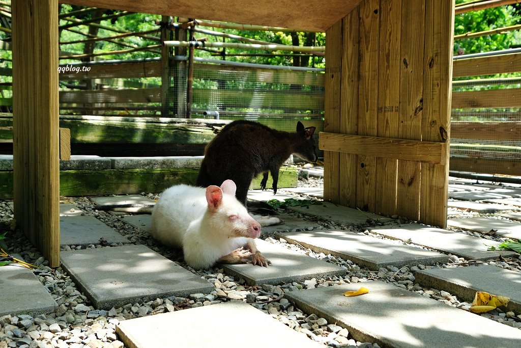 苗栗銅鑼︱哈比丘茶樹森林，超萌的水豚君和笑笑羊出沒，還有網美必拍高空盪鞦韆 @QQ的懶骨頭