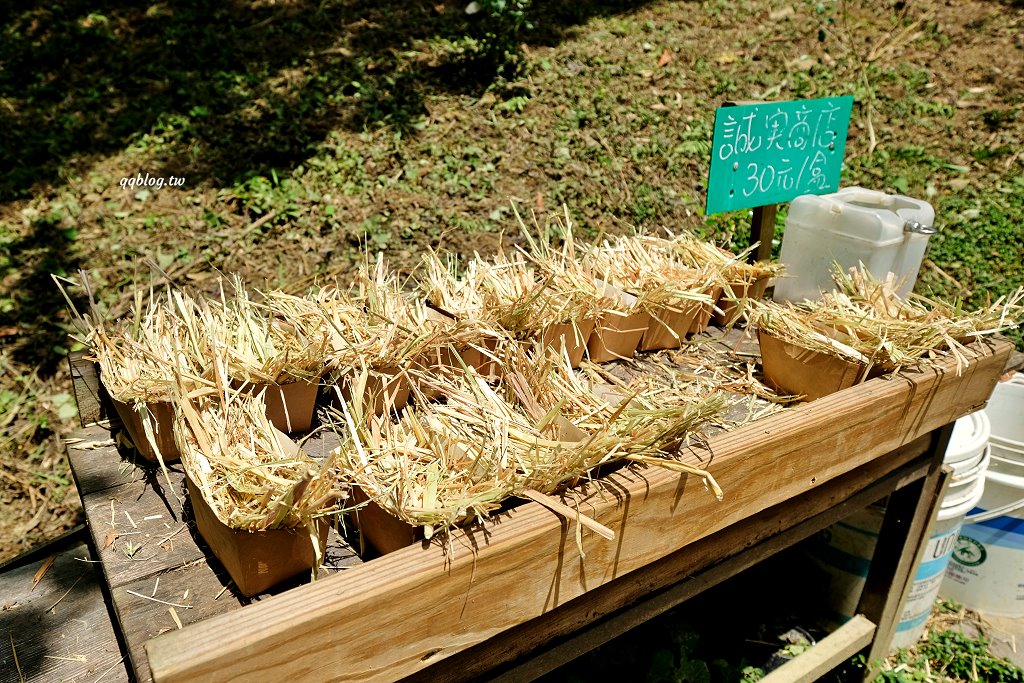 苗栗銅鑼︱哈比丘茶樹森林，超萌的水豚君和笑笑羊出沒，還有網美必拍高空盪鞦韆 @QQ的懶骨頭