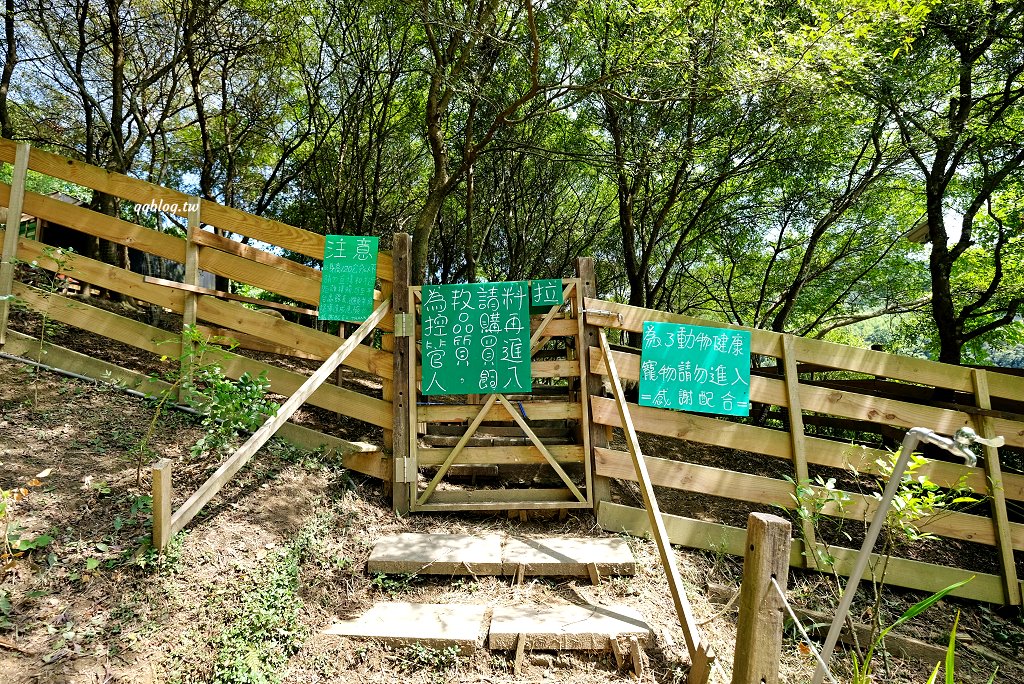 苗栗銅鑼︱哈比丘茶樹森林，超萌的水豚君和笑笑羊出沒，還有網美必拍高空盪鞦韆 @QQ的懶骨頭