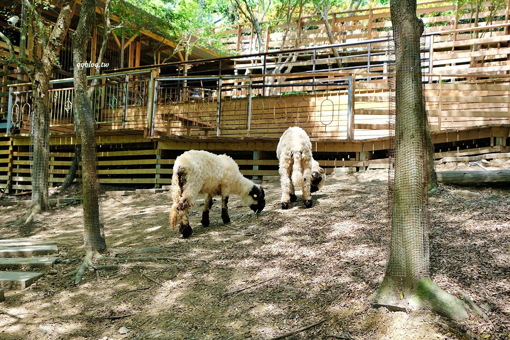 苗栗銅鑼︱哈比丘茶樹森林，超萌的水豚君和笑笑羊出沒，還有網美必拍高空盪鞦韆 @QQ的懶骨頭