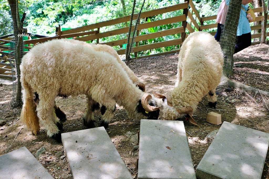 苗栗銅鑼︱哈比丘茶樹森林，超萌的水豚君和笑笑羊出沒，還有網美必拍高空盪鞦韆 @QQ的懶骨頭