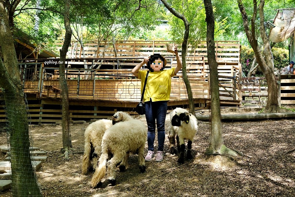 苗栗銅鑼︱哈比丘茶樹森林，超萌的水豚君和笑笑羊出沒，還有網美必拍高空盪鞦韆 @QQ的懶骨頭