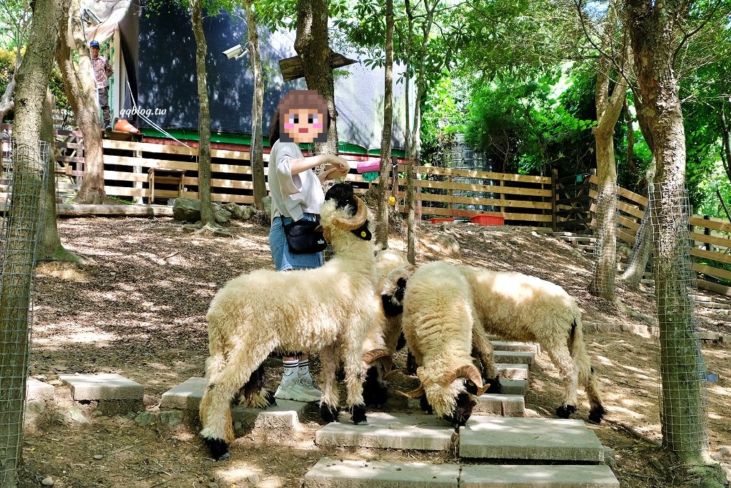 苗栗銅鑼︱哈比丘茶樹森林，超萌的水豚君和笑笑羊出沒，還有網美必拍高空盪鞦韆 @QQ的懶骨頭
