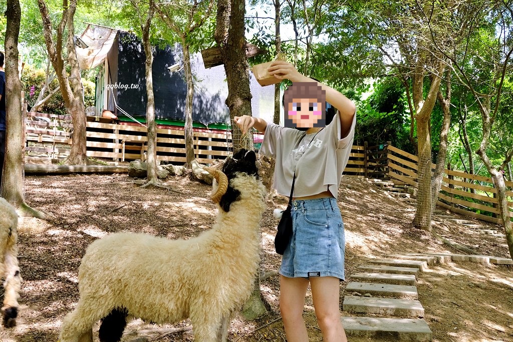 苗栗銅鑼︱哈比丘茶樹森林，超萌的水豚君和笑笑羊出沒，還有網美必拍高空盪鞦韆 @QQ的懶骨頭