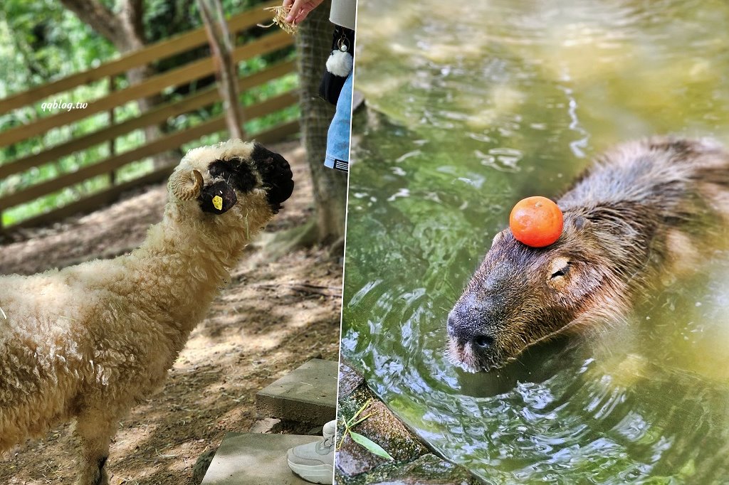 苗栗銅鑼︱哈比丘茶樹森林，超萌的水豚君和笑笑羊出沒，還有網美必拍高空盪鞦韆 @QQ的懶骨頭