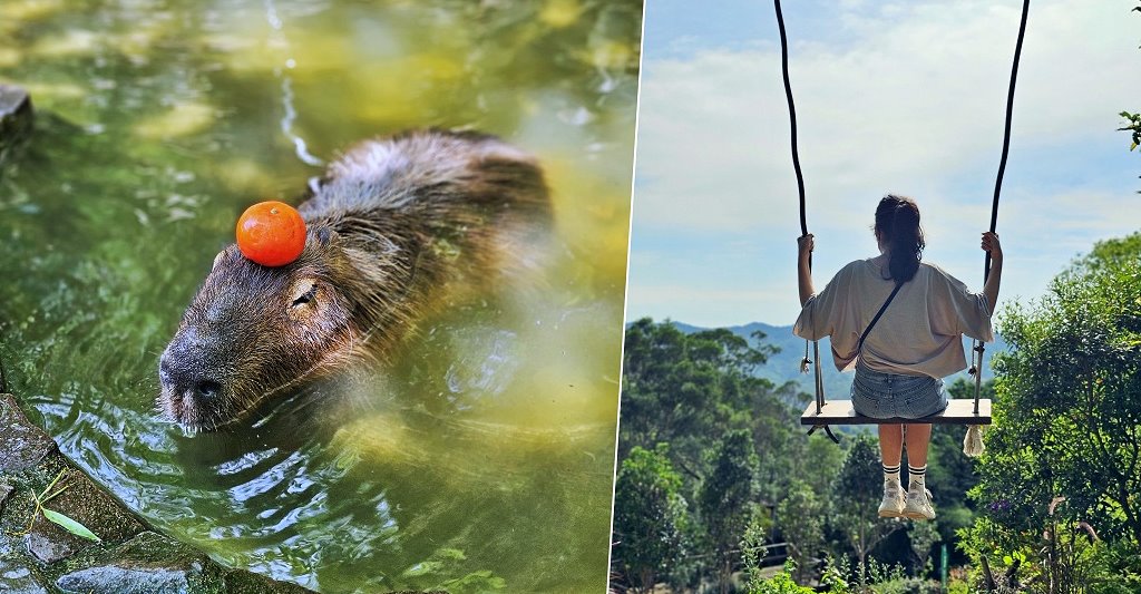 苗栗銅鑼︱哈比丘茶樹森林，超萌的水豚君和笑笑羊出沒，還有網美必拍高空盪鞦韆 @QQ的懶骨頭
