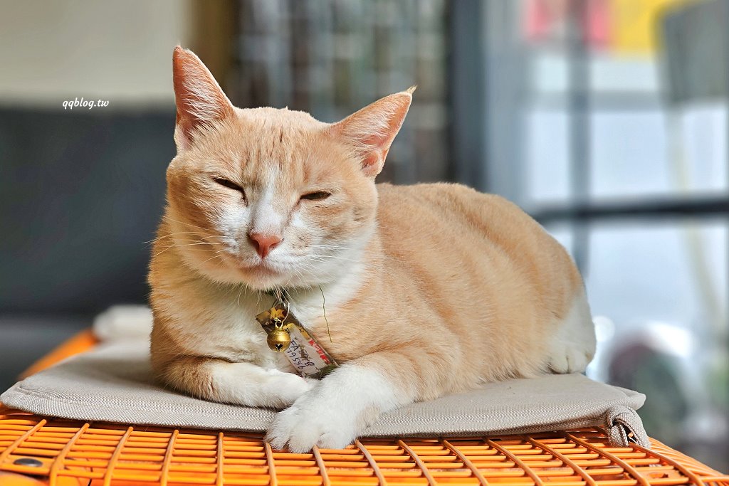 台東關山︱奧維小鎮 吃。住。好生活．關山小鎮裡的老宅咖啡甜點，享受了一個美好的午后時光 @QQ的懶骨頭