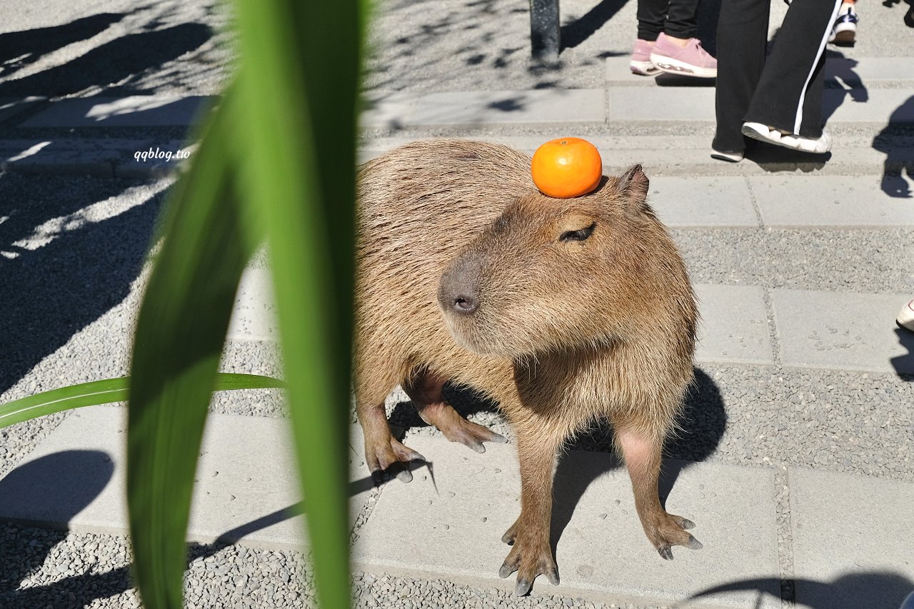宜蘭三星︱張美阿嬤農場．宜蘭超人氣農場，近距離接觸水豚君、笑笑羊、羊駝和梅花鹿，太萌啦&#8230; @QQ的懶骨頭
